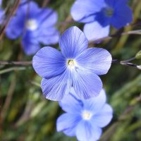 Miscela di semi di fiori attira insetti (10 g adatti ad una superficie di circa 5 m²) biologico