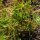Portulaca invernale (Montia perfoliata) biologico semi