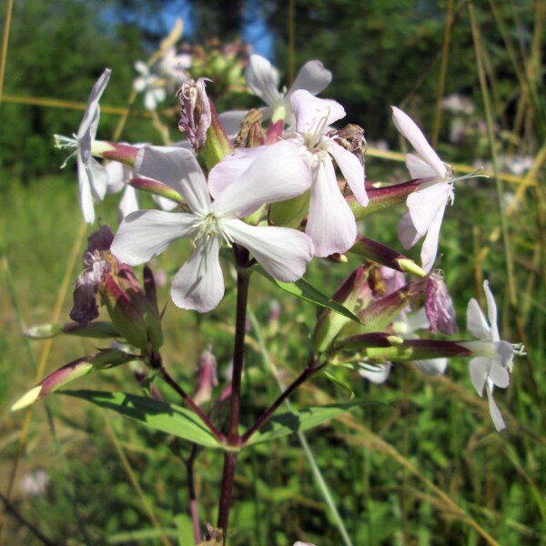 Saponaria comune (Saponaria officinalis) biologica semi