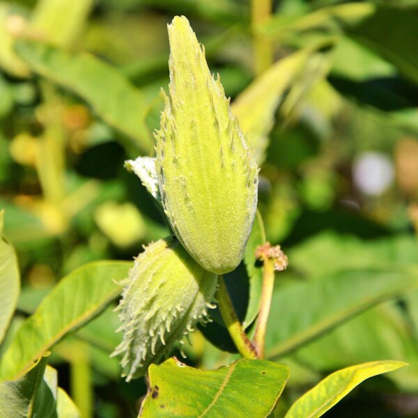 Asclepias tuberosa (Asclepias tuberosa) semi