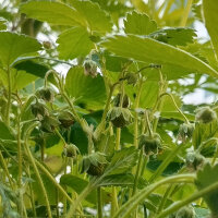 Fragola della Virginia (Fragaria virginiana) semi