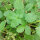 Fragola della Virginia (Fragaria virginiana) semi