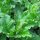 Farinello buon-enrico (Chenopodium bonus-henricus) biologico semi