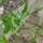 Ravanello ratto-coda (Raphanus caudatus) biologico semi