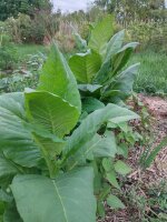 Tabacco Badischer Geudertheimer (Nicotiana tabacum) biologico semi