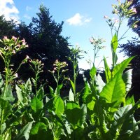 Tabacco Badischer Geudertheimer (Nicotiana tabacum) biologico semi