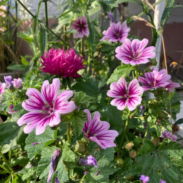 Malva Zebrina (Malva sylvestris) biologica semi