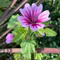 Malva Zebrina (Malva sylvestris) biologica semi