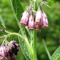 Consolida maggiore (Symphytum officinale) biologica semi