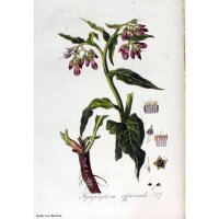 Consolida maggiore (Symphytum officinale) biologica semi