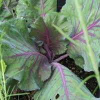 Cavolo a punta rosso Kalibos (Brassica oleracea) biologico semi