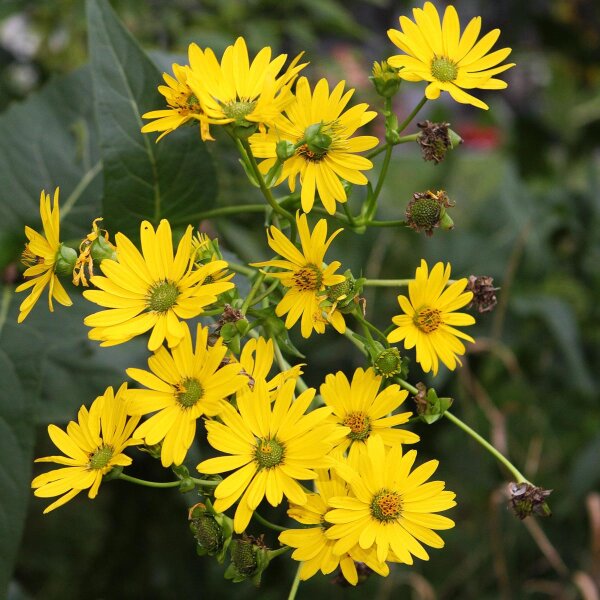 Silfio (Silphium perfoliatum) biologico semi