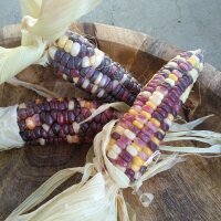 Mais dolce multicolore Rainbow Inca (Zea mays) biologico semi